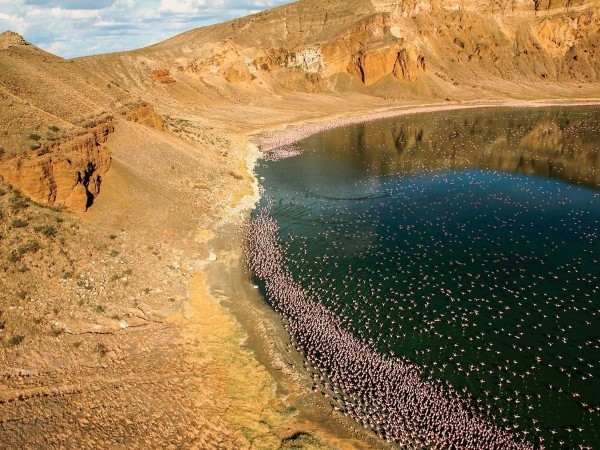 kenya-lake-turkana-flamingoes-1661768989